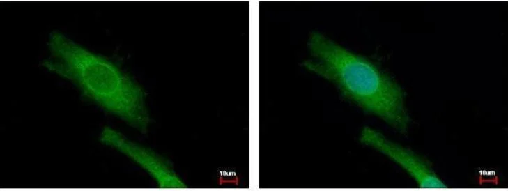 Immunocytochemistry/ Immunofluorescence - Anti-P97/DAP5 antibody (AB97302)