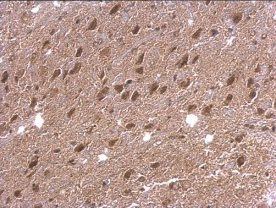 Immunohistochemistry (Formalin/PFA-fixed paraffin-embedded sections) - Anti-P97/DAP5 antibody (AB97302)
