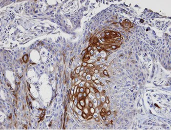 Immunohistochemistry (Formalin/PFA-fixed paraffin-embedded sections) - Anti-P97/DAP5 antibody (AB97302)