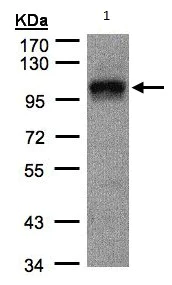 Western blot - Anti-P97/DAP5 antibody (AB97302)
