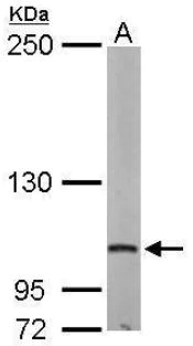 Western blot - Anti-P97/DAP5 antibody (AB97302)