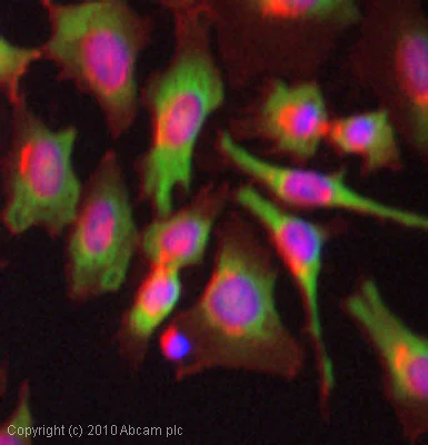 Immunocytochemistry - Anti-PABP antibody [10E10] (AB6125)