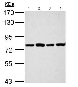 Western blot - Anti-PABP antibody (AB153930), expandable thumbnail