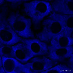 Immunocytochemistry/ Immunofluorescence - Anti-PABP antibody (AB21060)