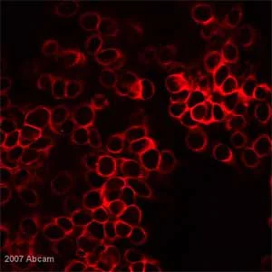 Immunocytochemistry/ Immunofluorescence - Anti-PABP antibody (AB21060)