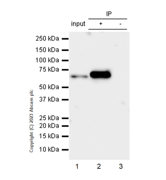 Immunoprecipitation - Anti-PABP antibody [EPR27188-86] (AB312314)