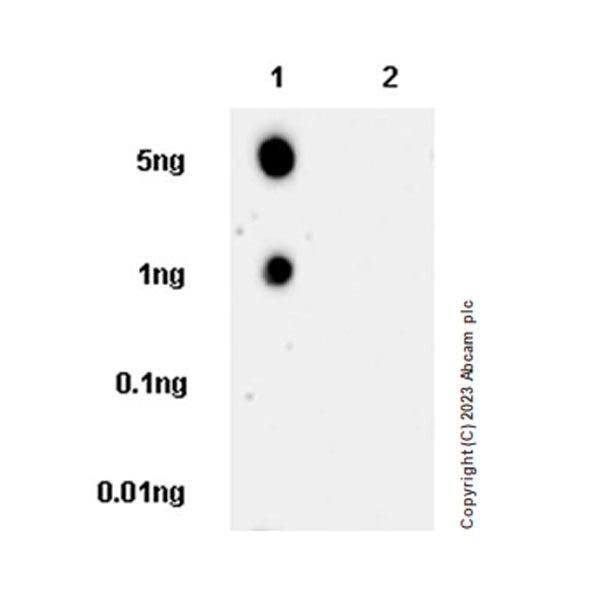 Dot Blot - Anti-PABP antibody [EPR27188-86] - BSA and Azide free (ab312315), expandable thumbnail