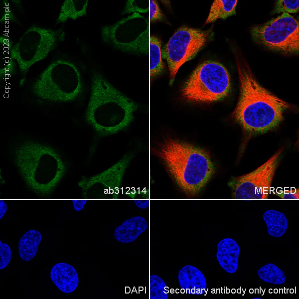 Immunocytochemistry/ Immunofluorescence - Anti-PABP antibody [EPR27188-86] - BSA and Azide free (AB312315)