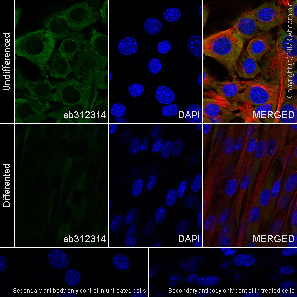 Immunocytochemistry/ Immunofluorescence - Anti-PABP antibody [EPR27188-86] - BSA and Azide free (AB312315)