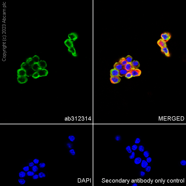 Immunocytochemistry/ Immunofluorescence - Anti-PABP antibody [EPR27188-86] - BSA and Azide free (AB312315), expandable thumbnail