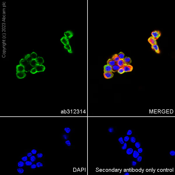 Immunocytochemistry/ Immunofluorescence - Anti-PABP antibody [EPR27188-86] - BSA and Azide free (AB312315)