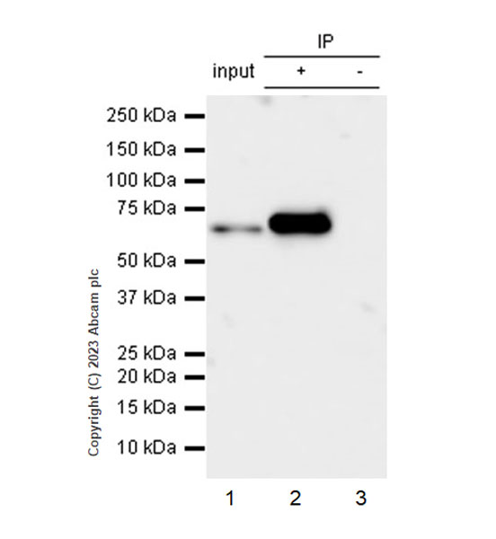 Immunoprecipitation - Anti-PABP antibody [EPR27188-86] - BSA and Azide free (AB312315), expandable thumbnail