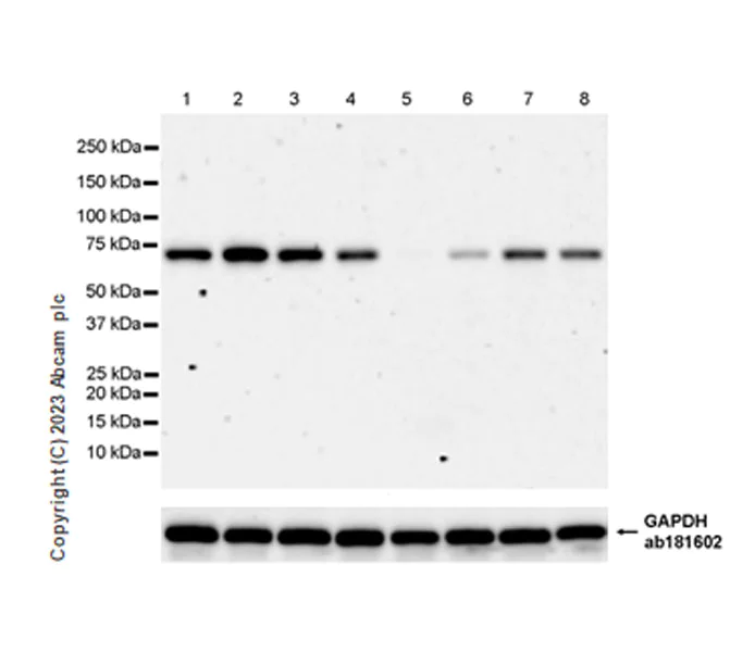 Western blot - Anti-PABP antibody [EPR27188-86] - BSA and Azide free (AB312315)