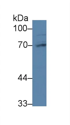 Western blot - Anti-PABPC1L antibody (AB233280)