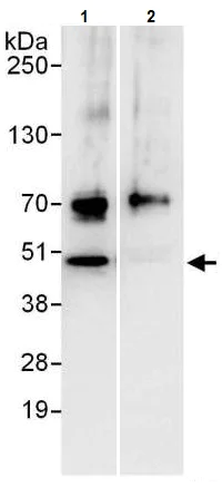 Immunoprecipitation - Anti-PABPN1 antibody (AB241477)