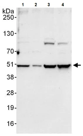 Western blot - Anti-PABPN1 antibody (AB241477)