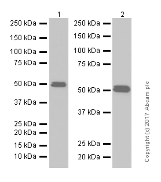 Western blot - Anti-PABPN1 antibody [EP3000Y] (AB75855)