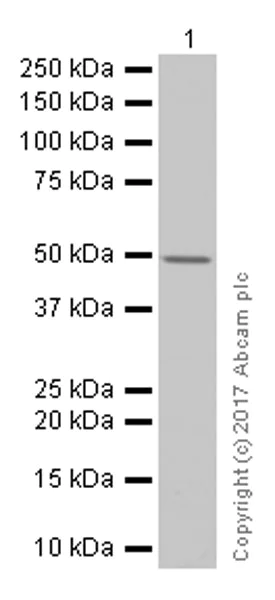 Western blot - Anti-PABPN1 antibody [EP3000Y] (AB75855)