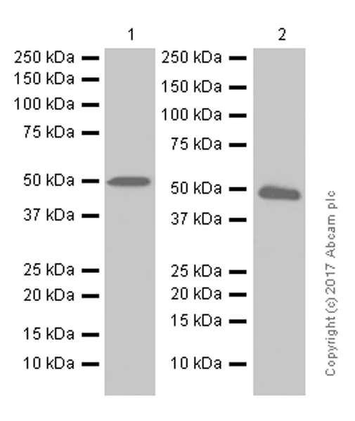 Western blot - Anti-PABPN1 antibody [EP3000Y] (AB75855)