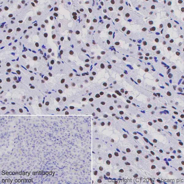 Immunohistochemistry (Formalin/PFA-fixed paraffin-embedded sections) - Anti-PABPN1 antibody [EP3000Y] - BSA and Azide free (AB232513)