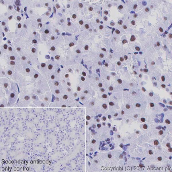 Immunohistochemistry (Formalin/PFA-fixed paraffin-embedded sections) - Anti-PABPN1 antibody [EP3000Y] - BSA and Azide free (AB232513)