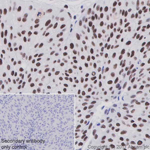 Immunohistochemistry (Formalin/PFA-fixed paraffin-embedded sections) - Anti-PABPN1 antibody [EP3000Y] - BSA and Azide free (AB232513)