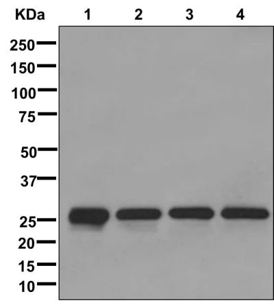 Western blot - Anti-PAC-2 antibody [EPR9947(2)] - BSA and Azide free (AB249729)