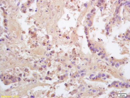 Immunohistochemistry (Formalin/PFA-fixed paraffin-embedded sections) - Anti-PACAP-38 antibody (AB216589)