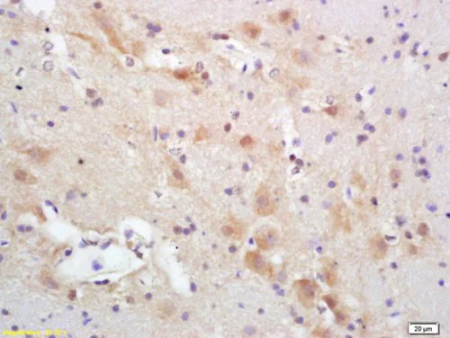 Immunohistochemistry (Formalin/PFA-fixed paraffin-embedded sections) - Anti-PACAP-38 antibody (AB216589)
