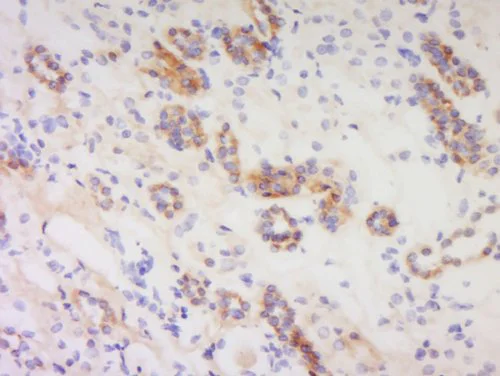 Immunohistochemistry (Formalin/PFA-fixed paraffin-embedded sections) - Anti-PACAP-38 antibody (AB216627)