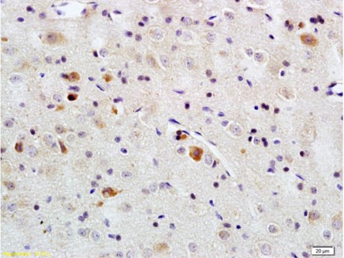 Immunohistochemistry (Formalin/PFA-fixed paraffin-embedded sections) - Anti-PACAP-38 antibody (AB216627), expandable thumbnail