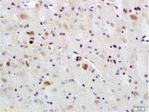 Immunohistochemistry (Formalin/PFA-fixed paraffin-embedded sections) - Anti-PACAP-38 antibody (AB216627)