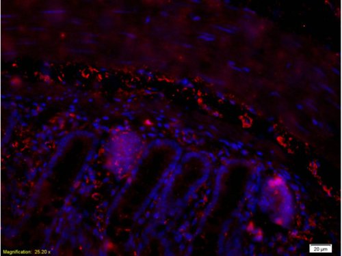 Immunohistochemistry (Formalin/PFA-fixed paraffin-embedded sections) - Anti-PACAP-38 antibody (AB216627), expandable thumbnail