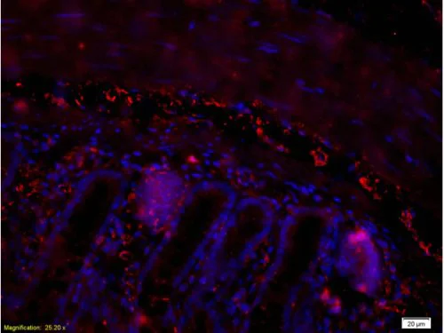 Immunohistochemistry (Formalin/PFA-fixed paraffin-embedded sections) - Anti-PACAP-38 antibody (AB216627)