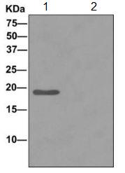 Immunoprecipitation - Anti-PACAP antibody [EPR11543(B)] - BSA and Azide free (AB249570), expandable thumbnail