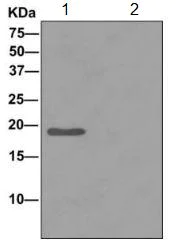 Immunoprecipitation - Anti-PACAP antibody [EPR11543(B)] - BSA and Azide free (AB249570)