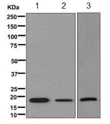Western blot - Anti-PACAP antibody [EPR11543(B)] - BSA and Azide free (AB249570), expandable thumbnail