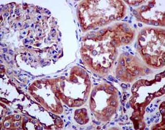 Immunohistochemistry (Formalin/PFA-fixed paraffin-embedded sections) - Anti-PACAP antibody [EPR11544] (AB181205), expandable thumbnail