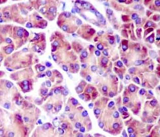 Immunohistochemistry (Formalin/PFA-fixed paraffin-embedded sections) - Anti-PACAP antibody [EPR11544] - BSA and Azide free (AB250425)