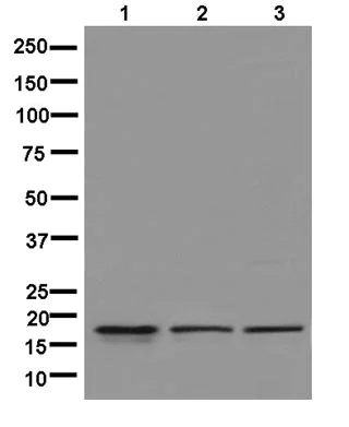 Western blot - Anti-PACAP antibody [EPR11544] - BSA and Azide free (AB250425)