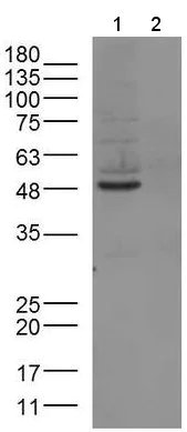 Western blot - Anti-PACAP receptor/ADCYAP1R1 antibody (AB216664)