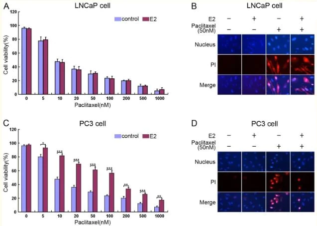 Functional Studies - Paclitaxel, Anticancer agent (AB120143)