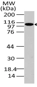Western blot - Anti-PACS1 antibody (AB208171)