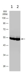Western blot - Anti-PACSIN1 antibody (AB137390)