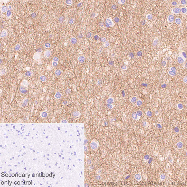 Immunohistochemistry (Formalin/PFA-fixed paraffin-embedded sections) - Anti-PACSIN1 antibody [EPR29589-587] (AB323573)