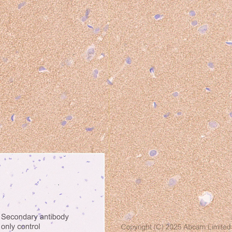 Immunohistochemistry (Formalin/PFA-fixed paraffin-embedded sections) - Anti-PACSIN1 antibody [EPR29589-587] (AB323573)