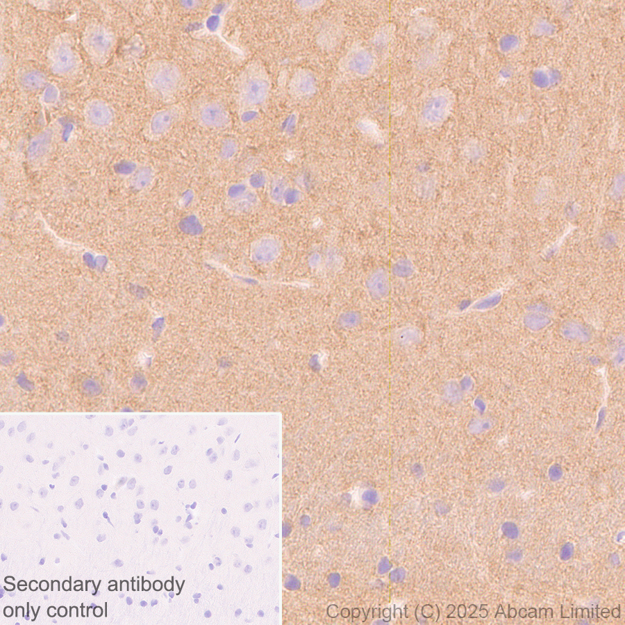 Immunohistochemistry (Formalin/PFA-fixed paraffin-embedded sections) - Anti-PACSIN1 antibody [EPR29589-587] (AB323573), expandable thumbnail