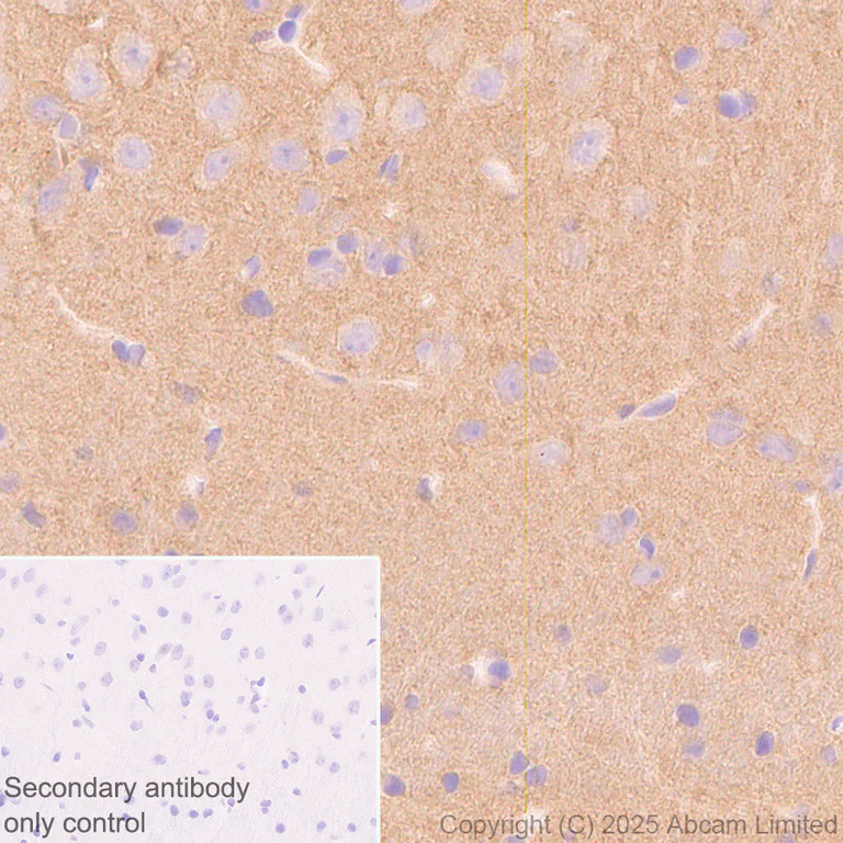 Immunohistochemistry (Formalin/PFA-fixed paraffin-embedded sections) - Anti-PACSIN1 antibody [EPR29589-587] (AB323573)