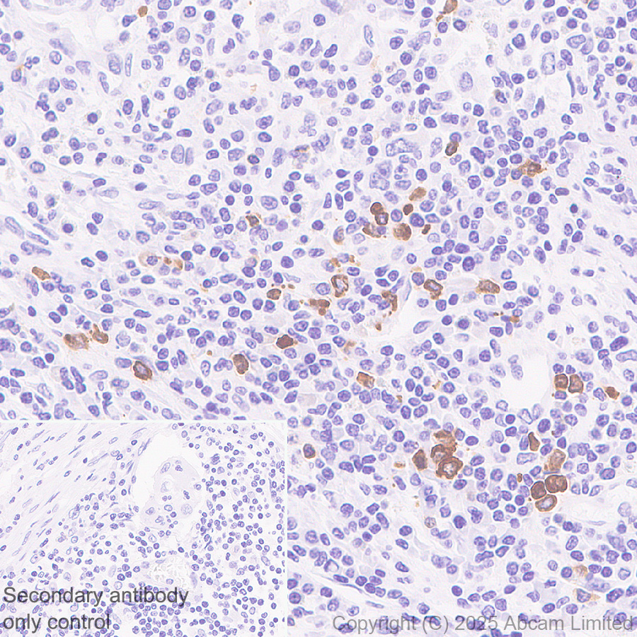 Immunohistochemistry (Formalin/PFA-fixed paraffin-embedded sections) - Anti-PACSIN1 antibody [EPR29589-587] (AB323573), expandable thumbnail