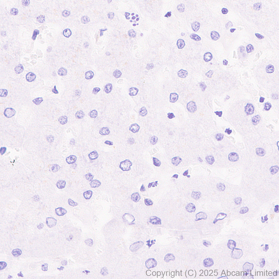 Immunohistochemistry (Formalin/PFA-fixed paraffin-embedded sections) - Anti-PACSIN1 antibody [EPR29589-587] (ab323573), expandable thumbnail
